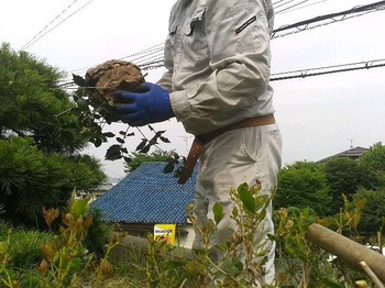 おおきなスズメバチの巣の駆除.jpg